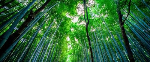 日本竹林风景